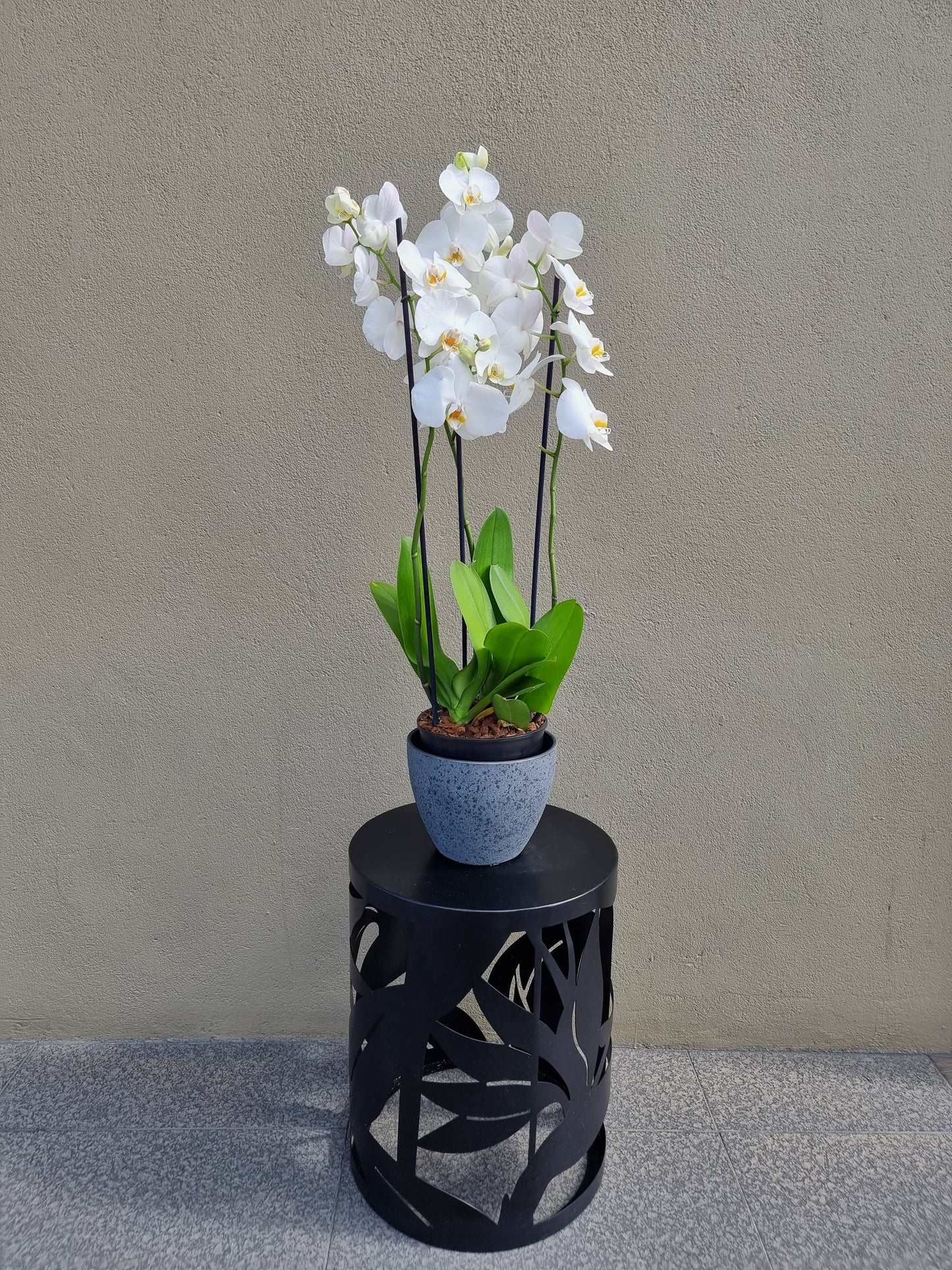 Orchid Plant | 3 Stems