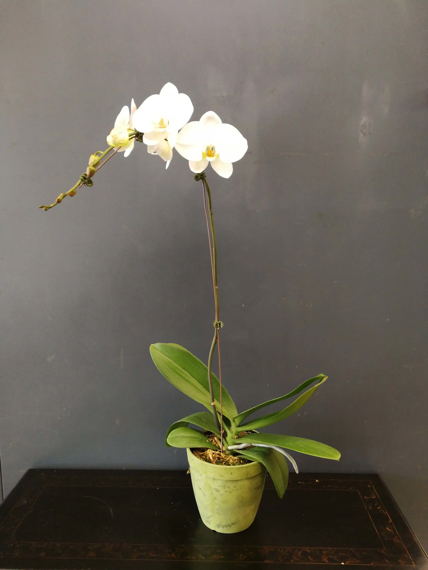 Orchid Plant | Single Stem