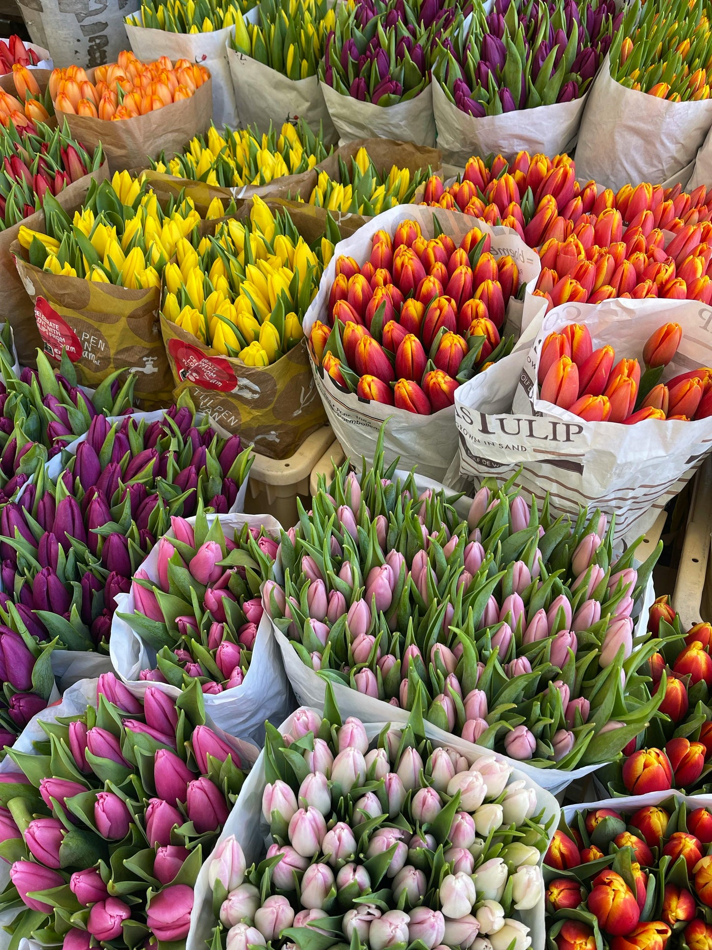 Tulips | Per Stem