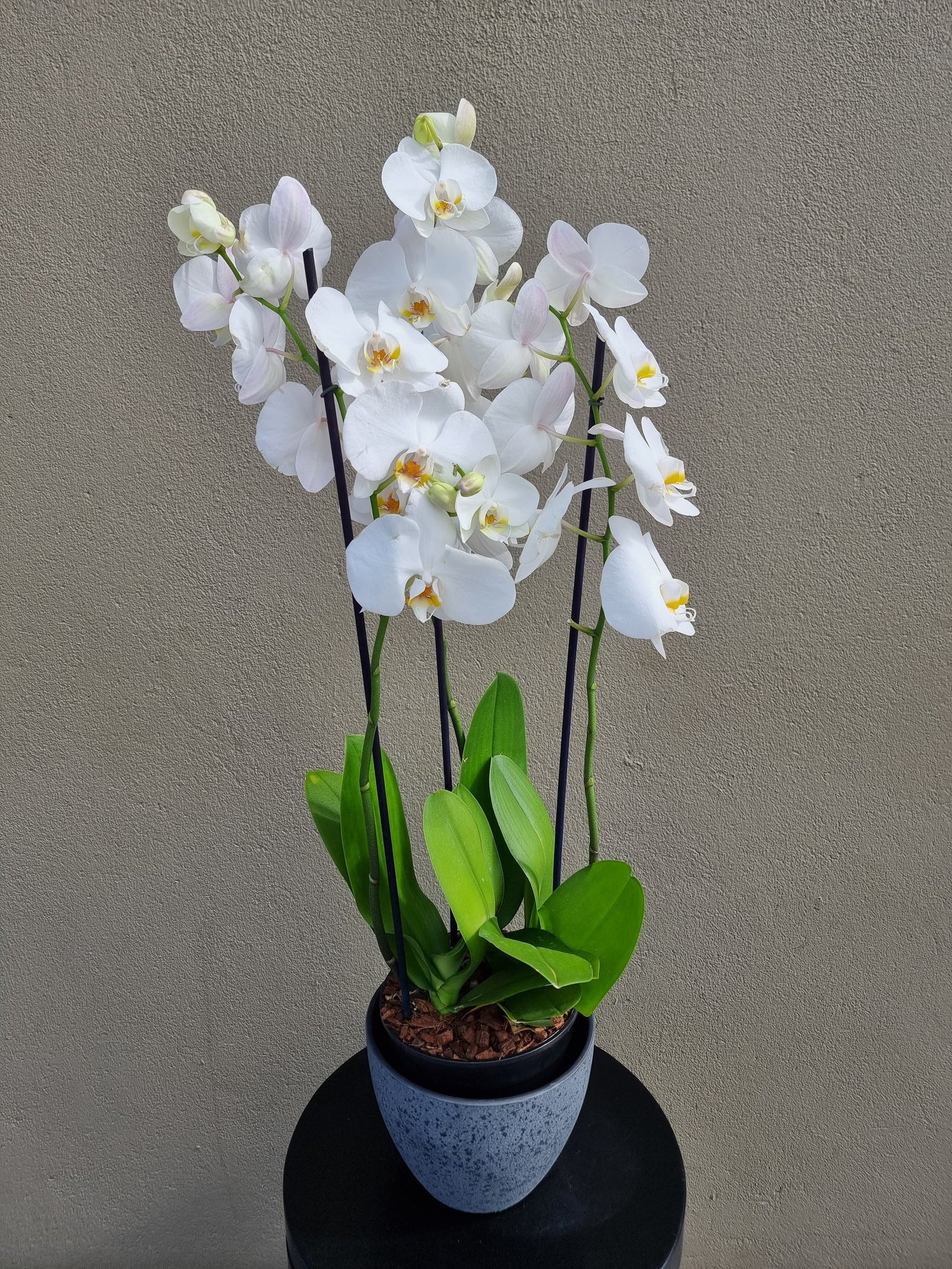 Orchid Plant