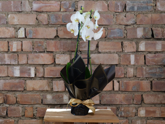 Phaleanopsis (Orchid)