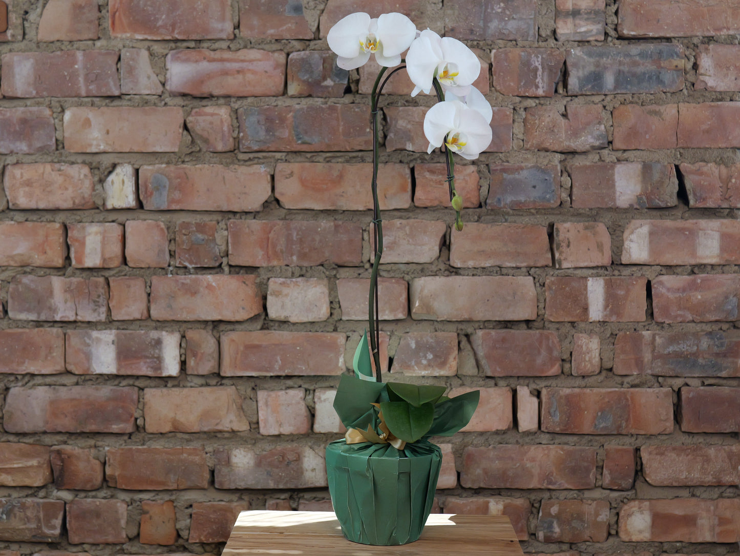 Phaleanopsis (Orchid)