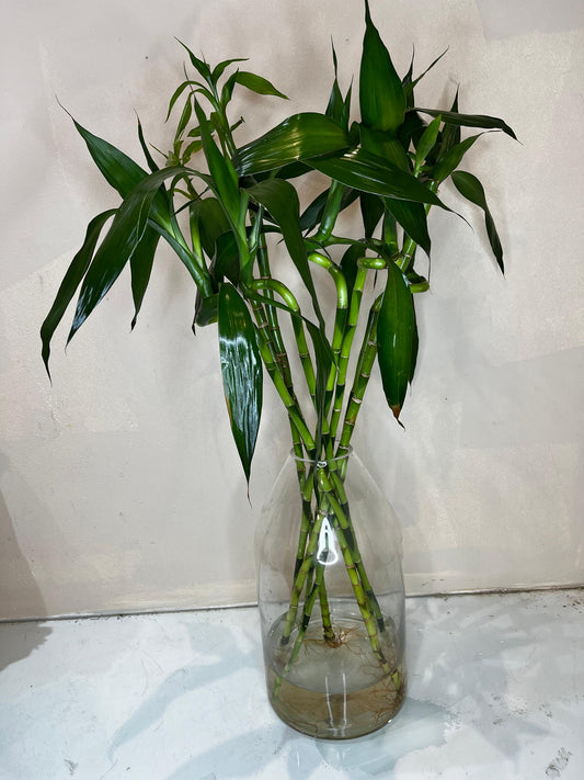 Luck Bamboo